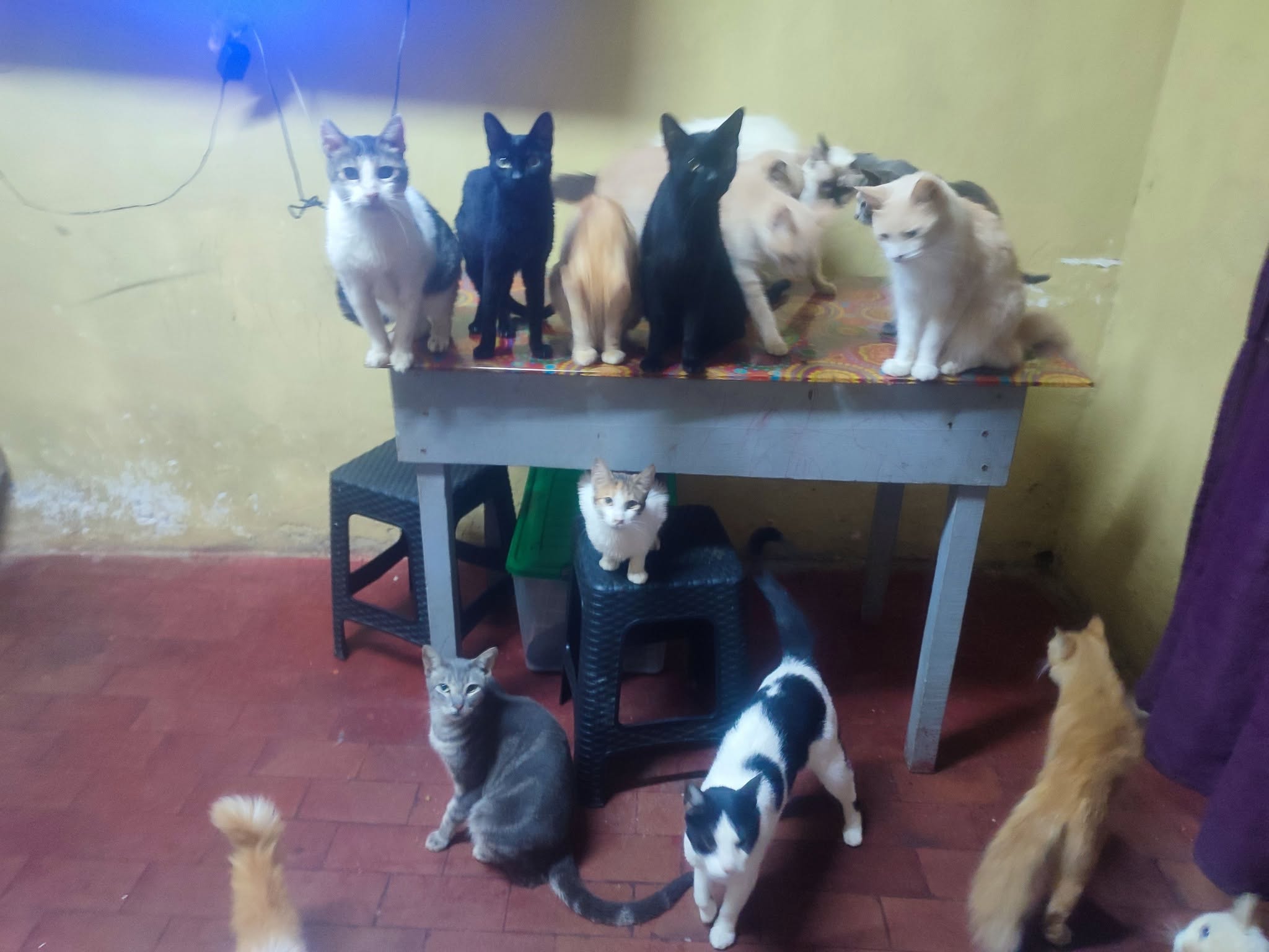 Foto de Albergue de Techi