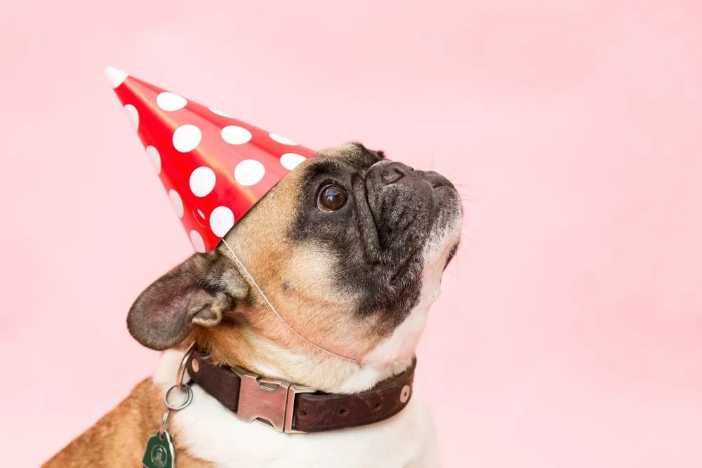 Bulldog francés con gorro de cumpleaños sobre fondo rosa