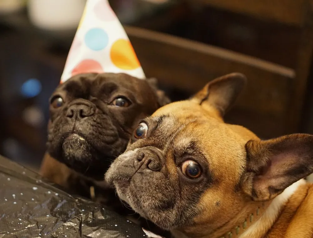 Dos bulldogs con gorros de fiesta en una pet-party
