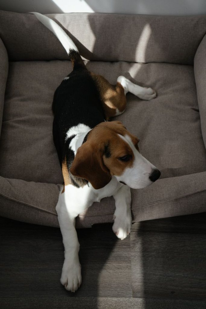 Cama ortopédica para Rocky