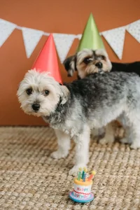 Perros yorkshire con gorros de fiesta junto a un pastel de cumpleaños